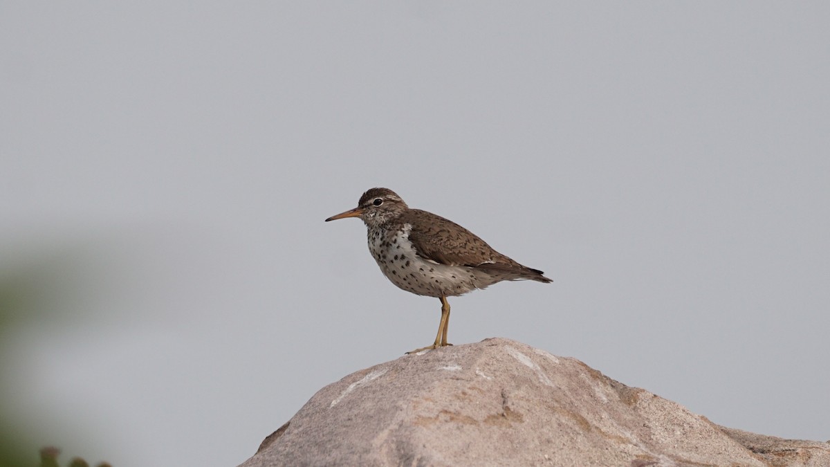 Spotted Sandpiper - ML639345191