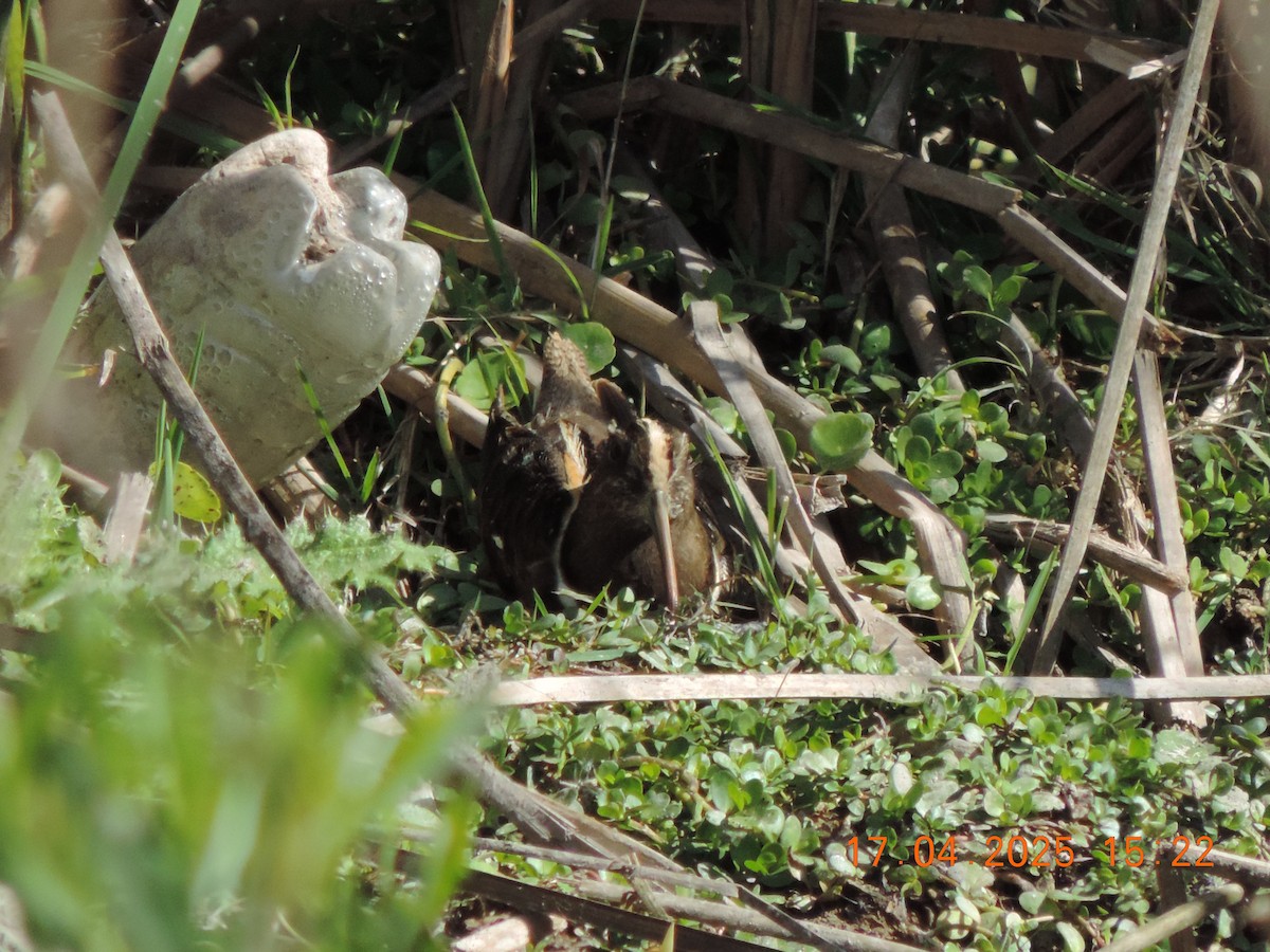 South American Painted-Snipe - ML639345219