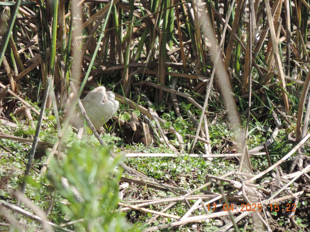 South American Painted-Snipe - ML639345222