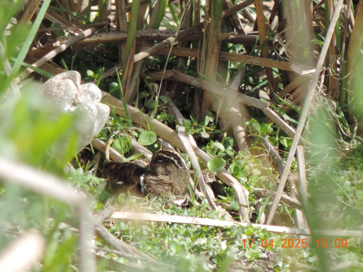 South American Painted-Snipe - ML639345242
