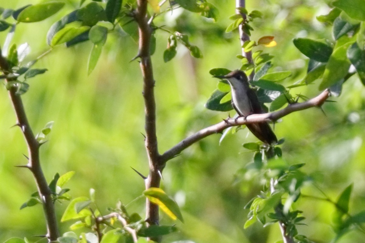 Ruby-topaz Hummingbird - ML639345248