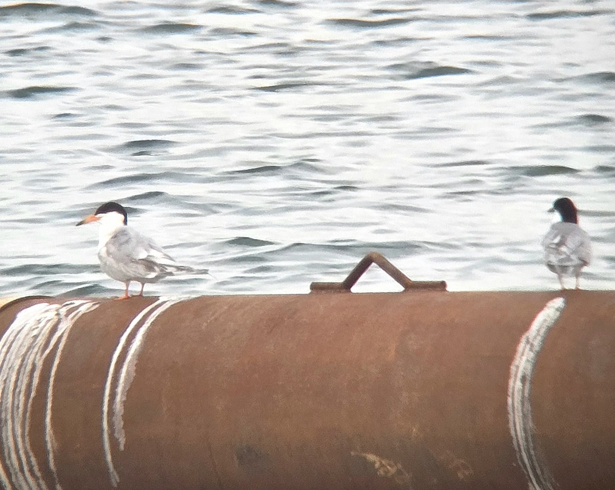 Forster's Tern - ML639345256
