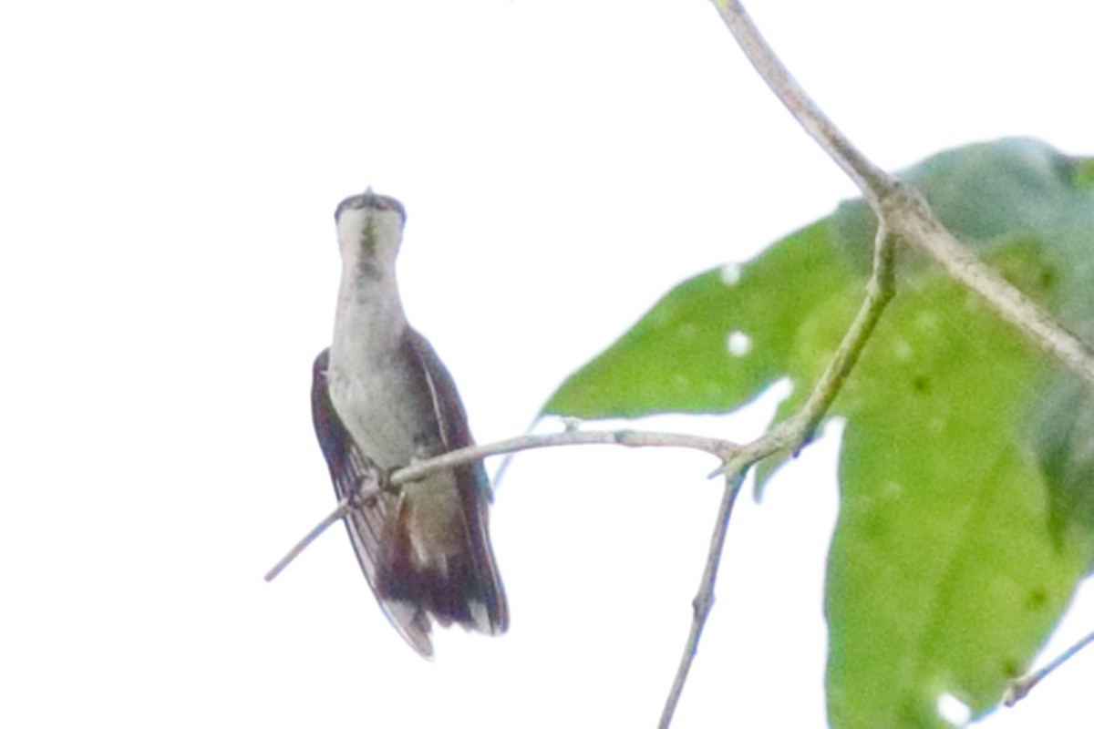 Ruby-topaz Hummingbird - ML639345268