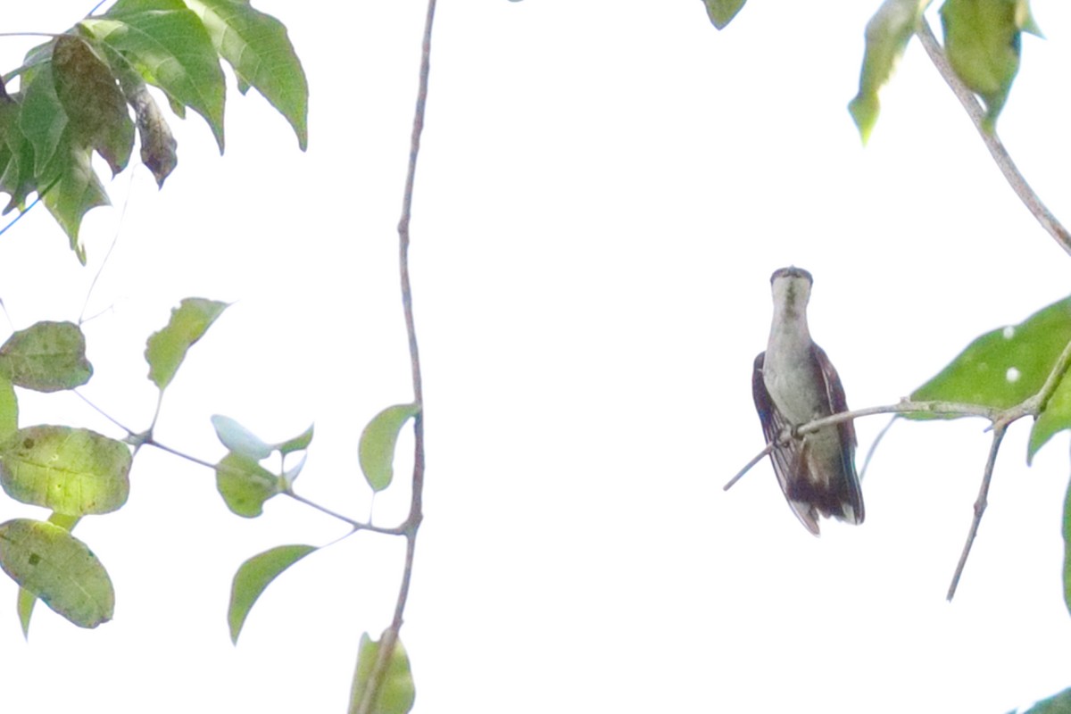 Ruby-topaz Hummingbird - ML639345269