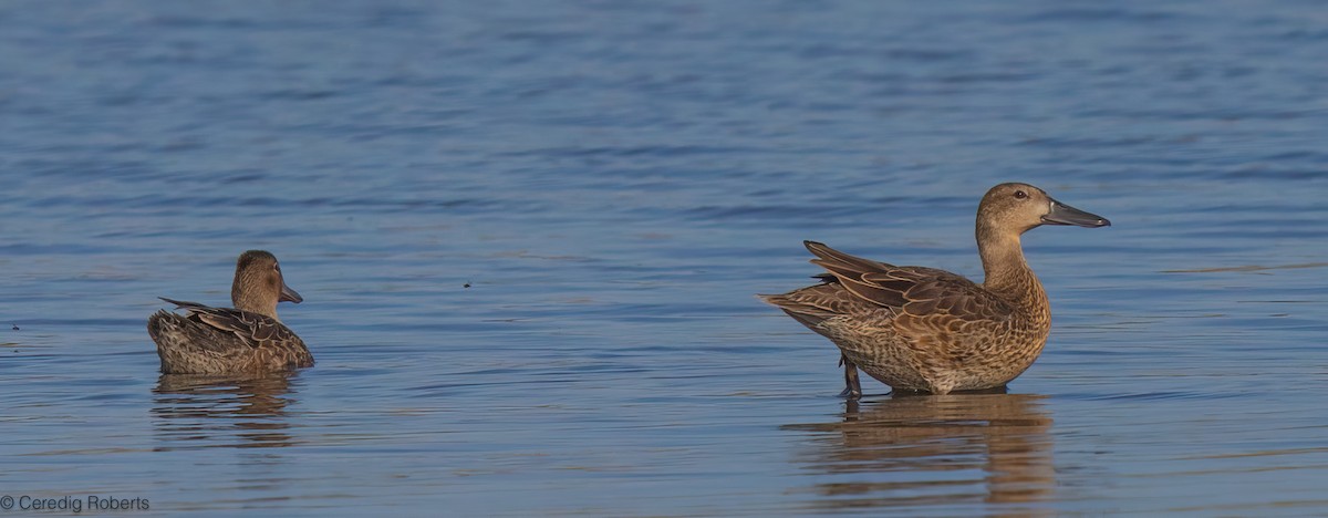 Blue-winged Teal - ML639345280