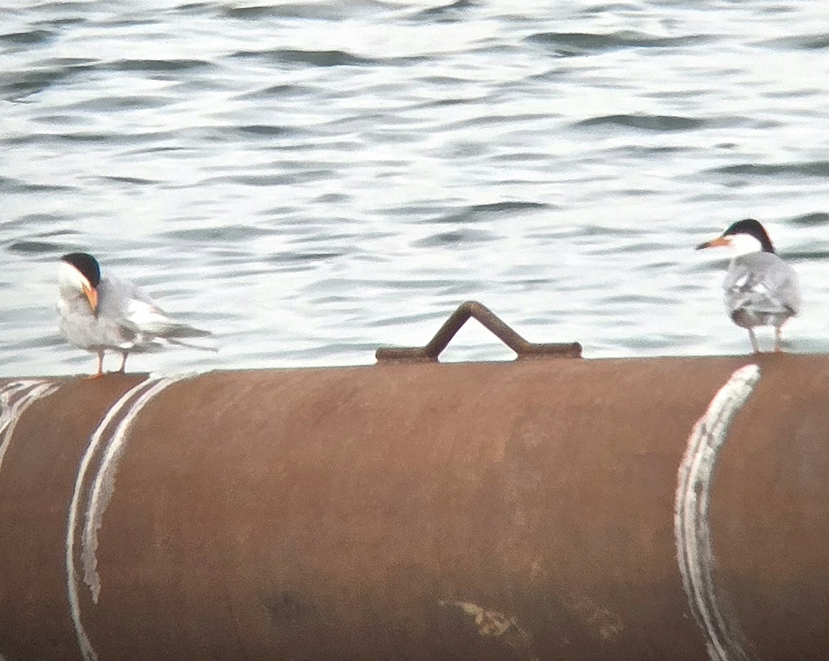 Forster's Tern - ML639345290