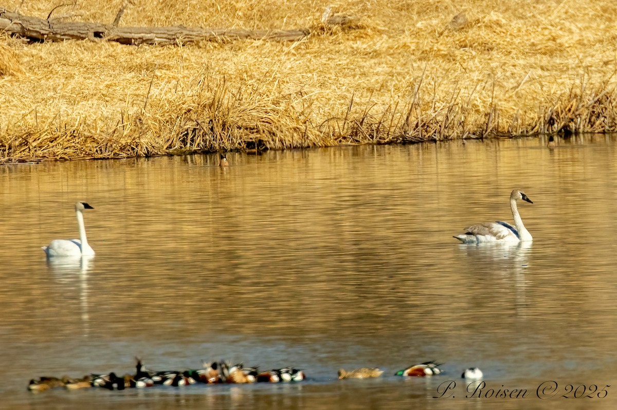 Cygne trompette - ML639345397