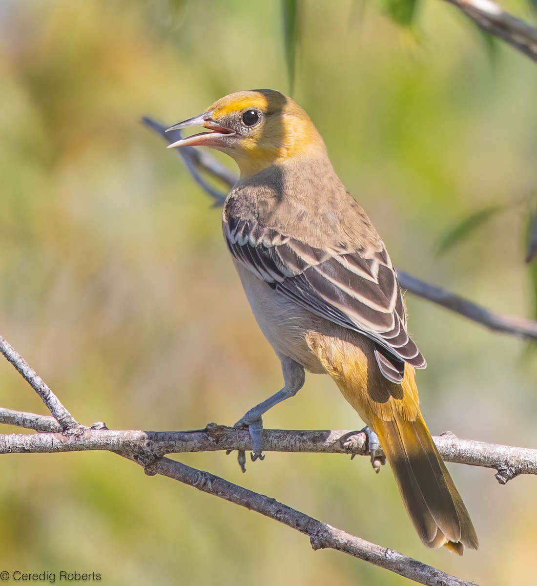 Bullock Turpiyalı - ML639345410