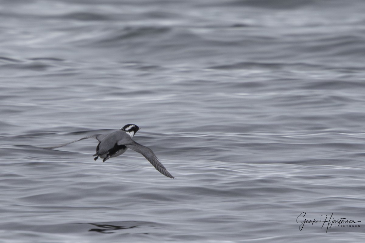 Ancient Murrelet - ML639345441