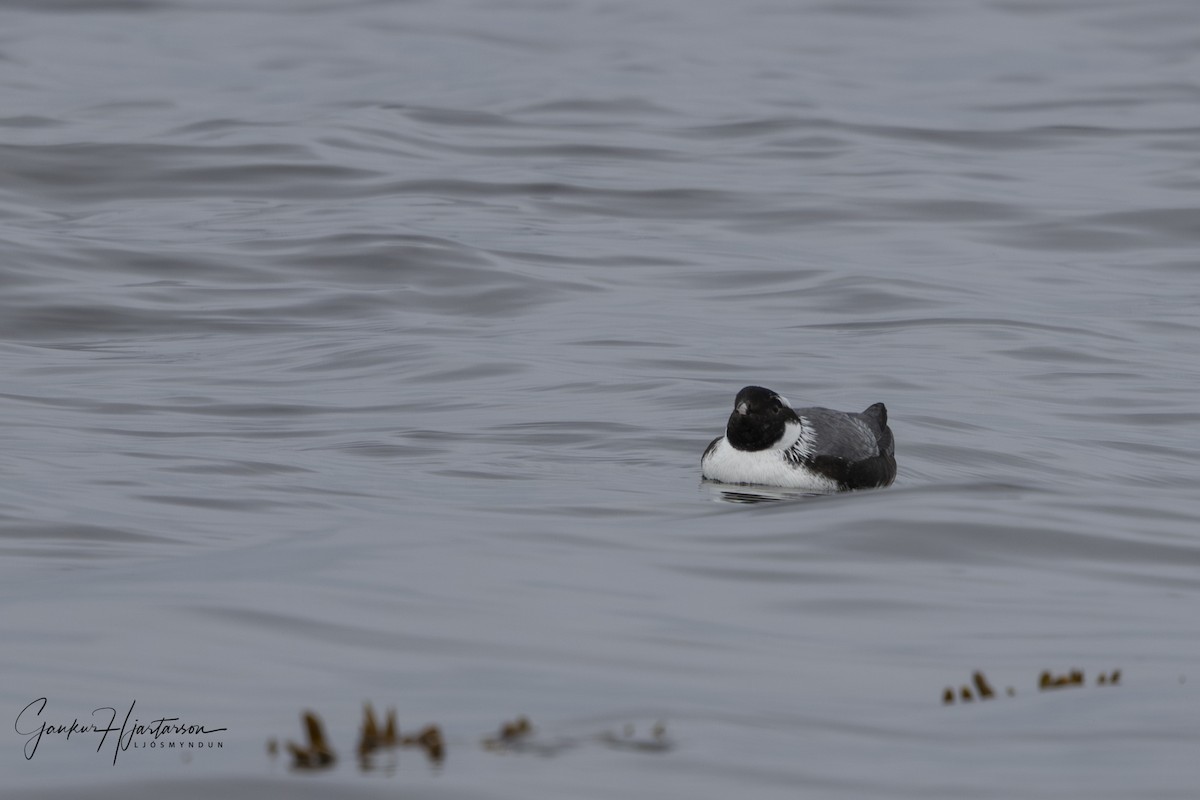 Ancient Murrelet - ML639345443