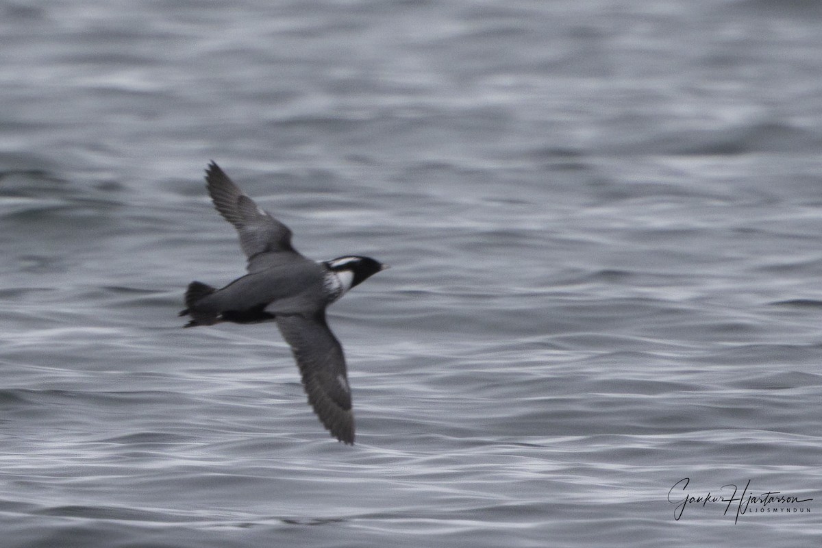 Ancient Murrelet - ML639345444