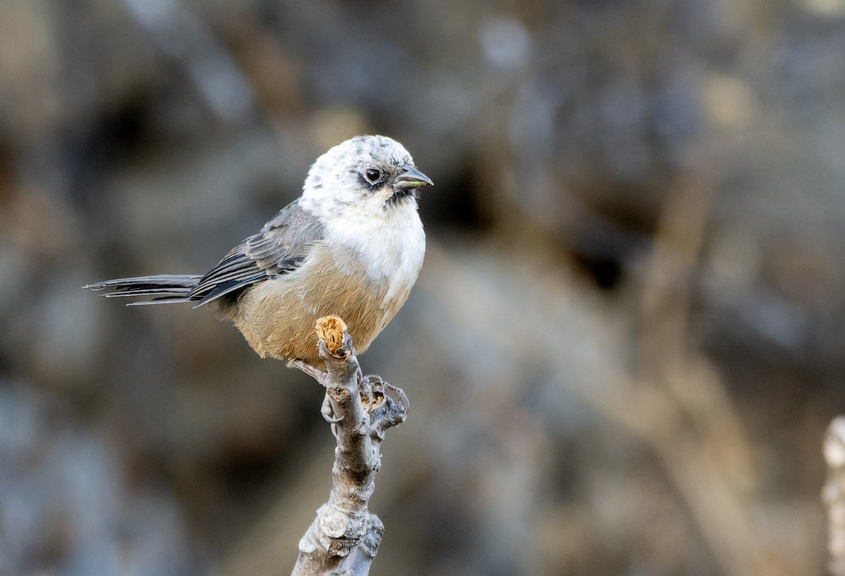 Rostbauch-Buschammer - ML639345596