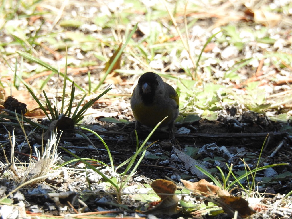 Lawrence's Goldfinch - ML639345626