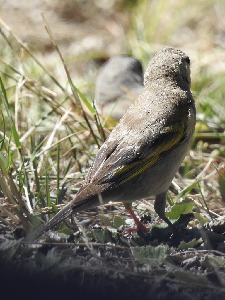 Lawrence's Goldfinch - ML639345636