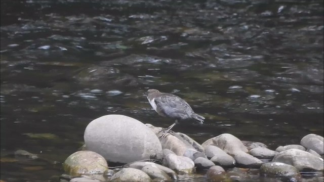 White-throated Dipper - ML639345700