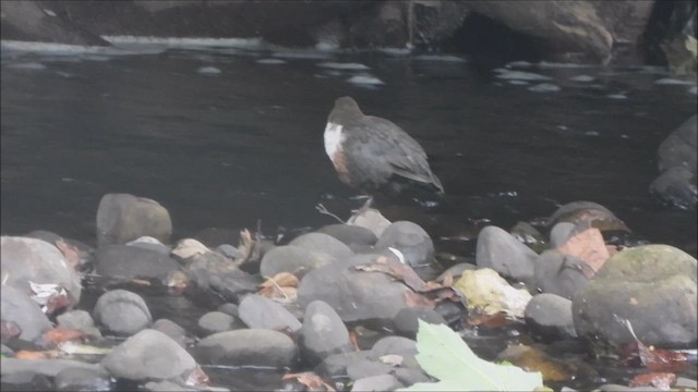 White-throated Dipper - ML639345711