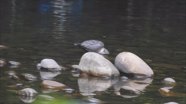 White-throated Dipper - ML639345712