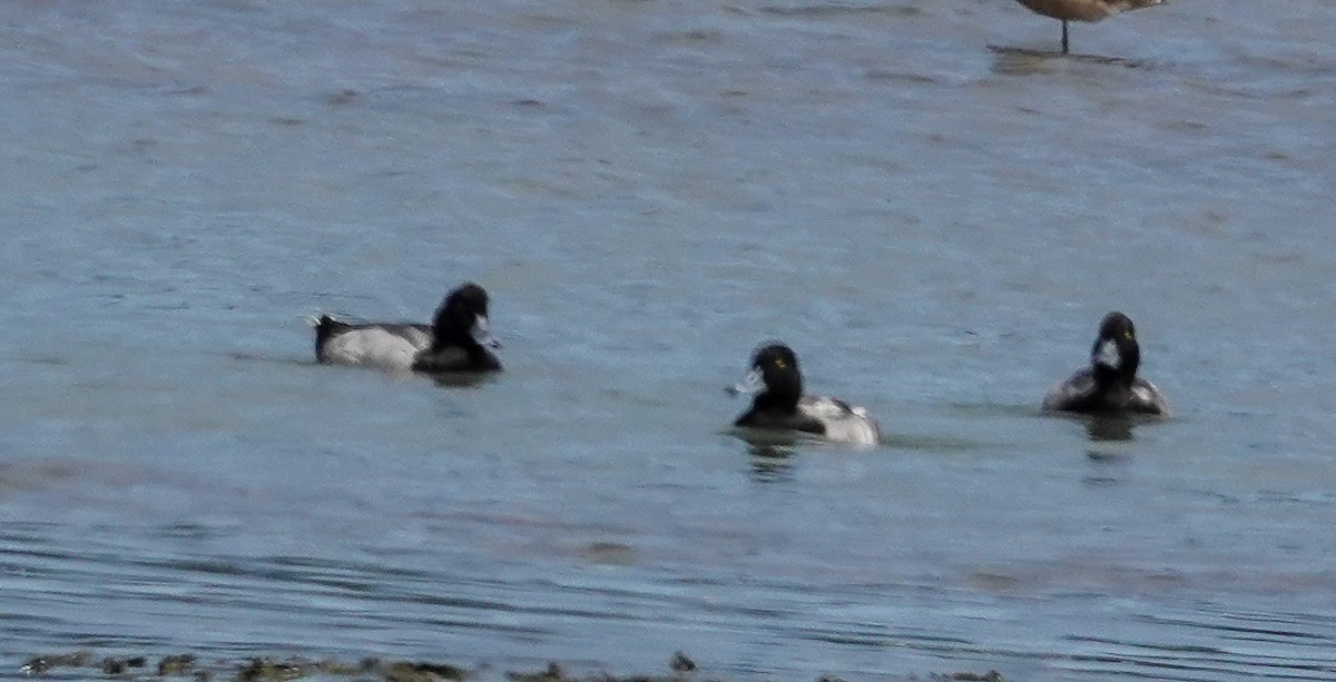 Тэнгисийн шумбуур - ML639345864