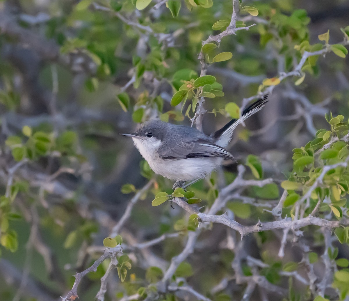 Tropical Gnatcatcher - ML639345885