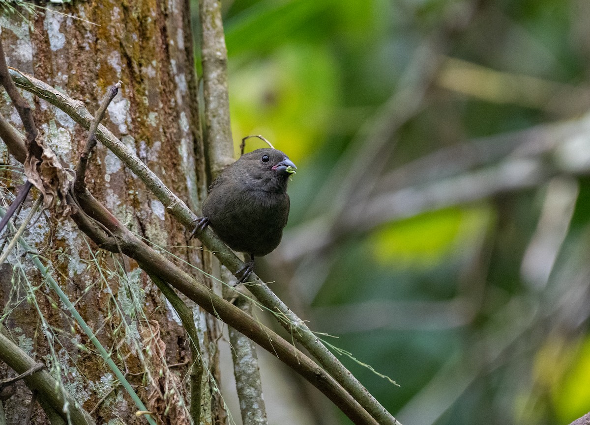 Sooty Grassquit - ML639345914