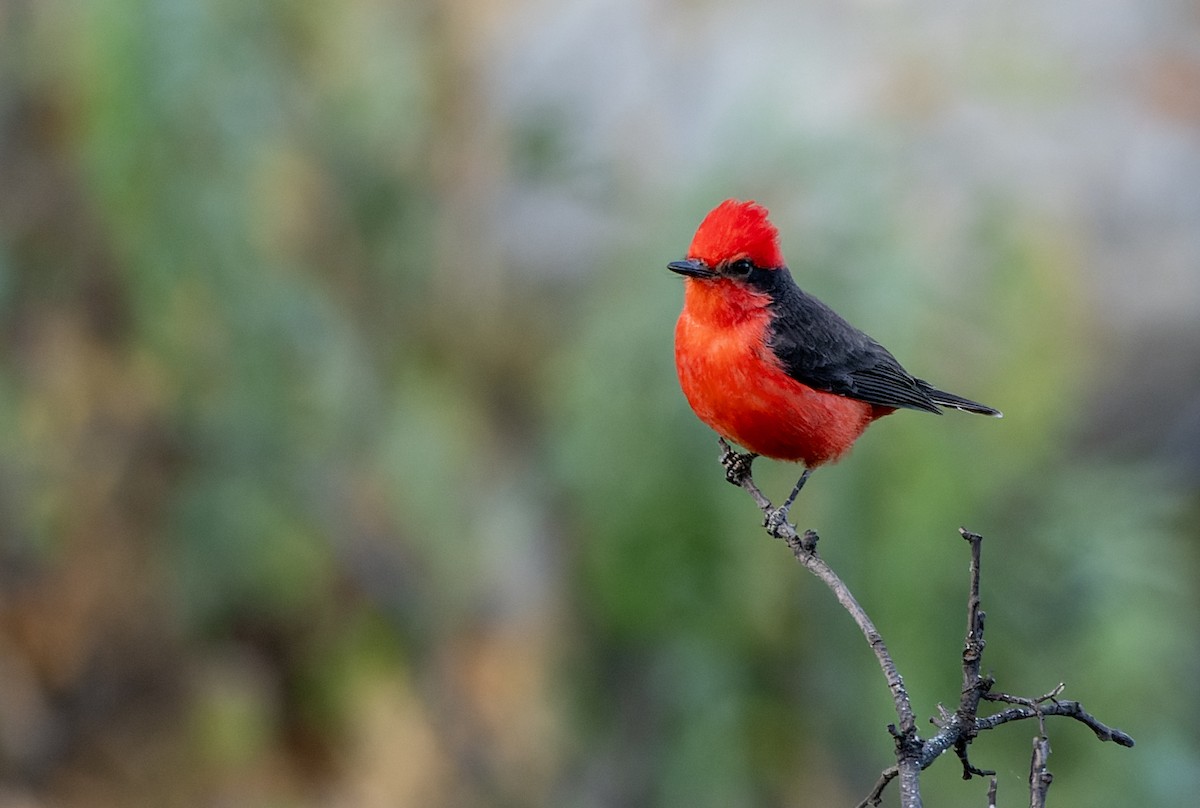 Rubintyrann - ML639345919