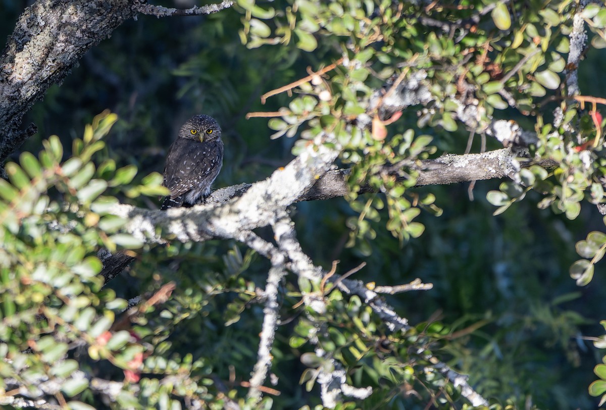 Peruzwergkauz - ML639345922