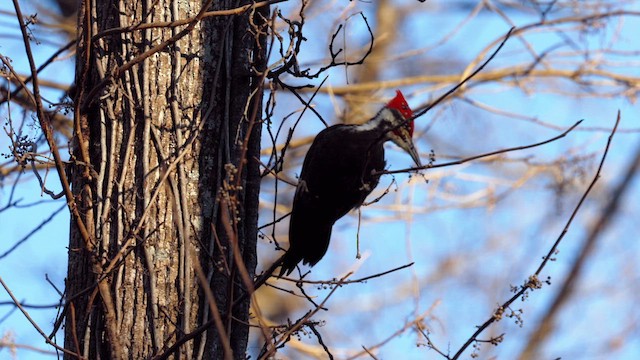 Pileated Woodpecker - ML639345946