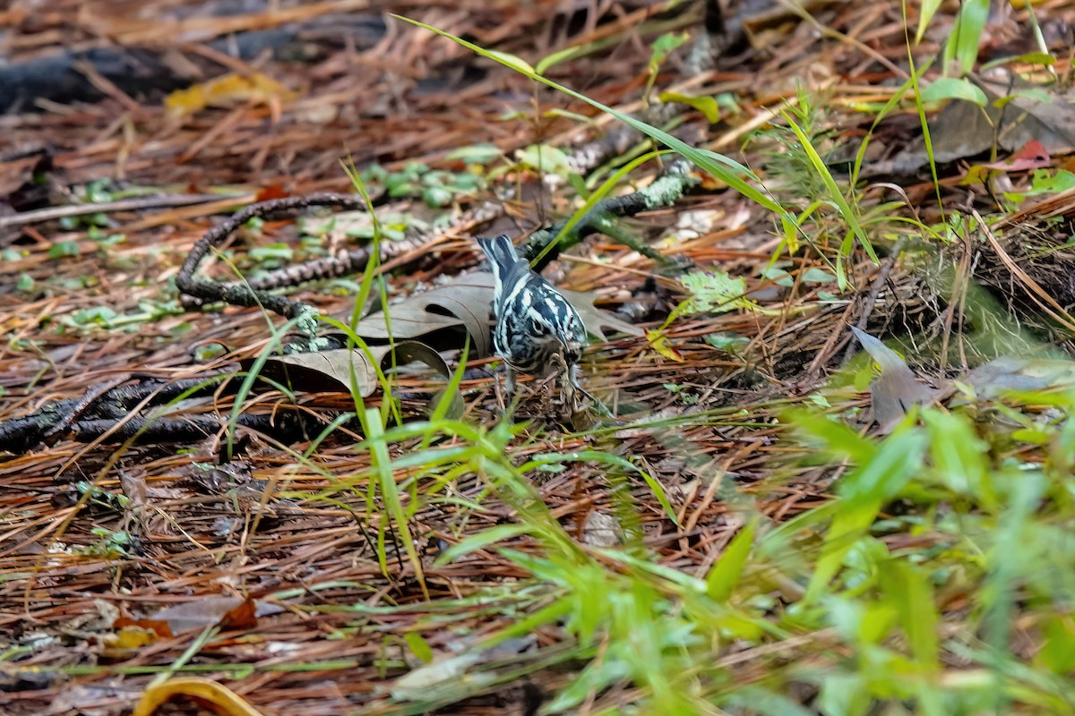 Black-and-white Warbler - ML639345998