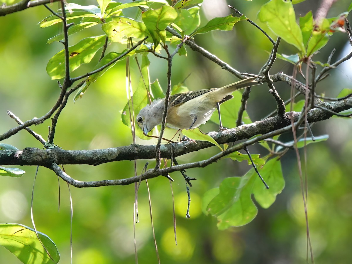 White-eyed Vireo - ML639346015
