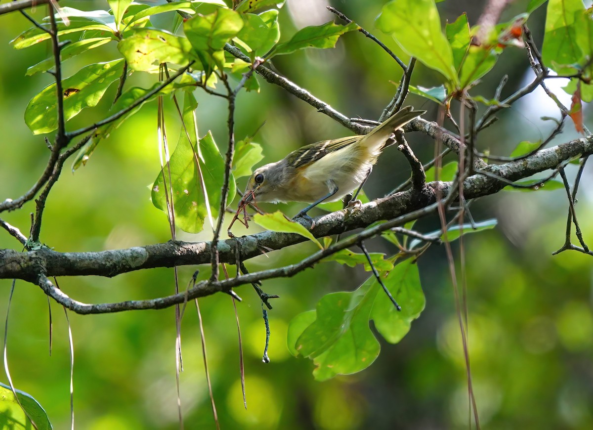 White-eyed Vireo - ML639346018