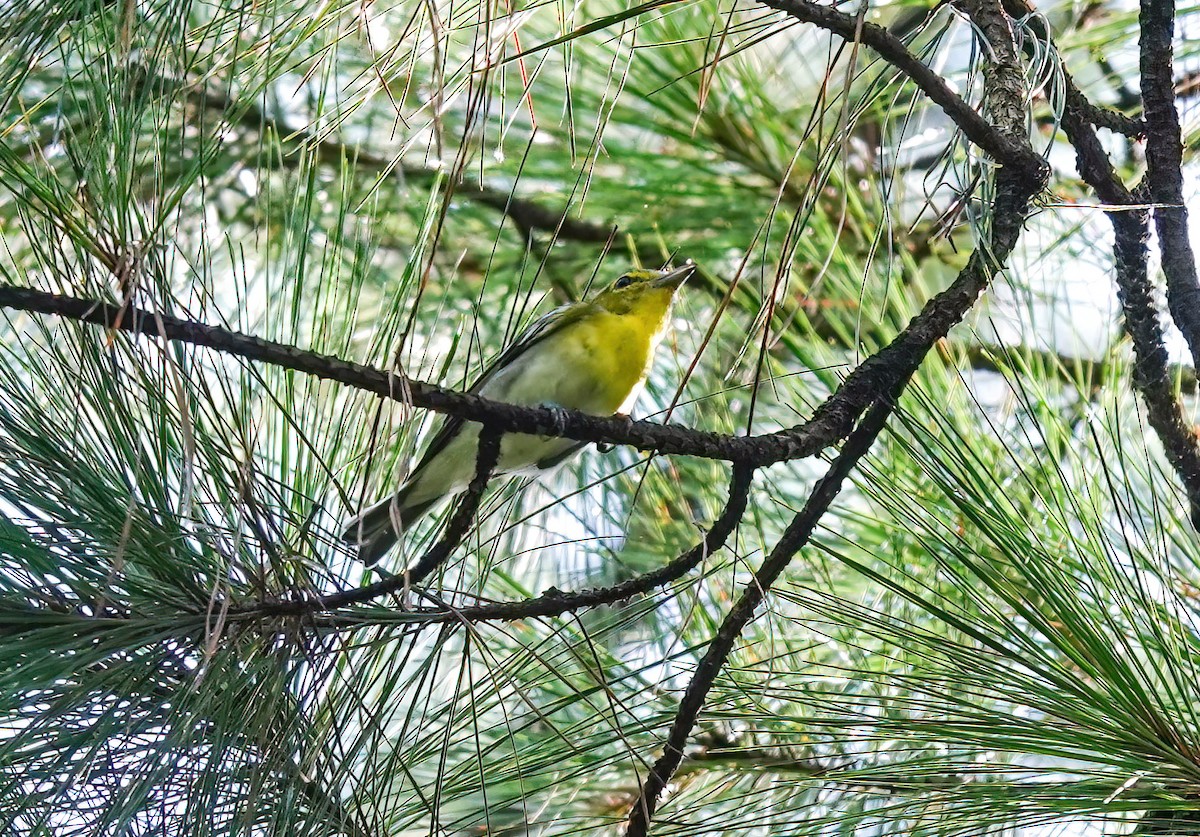 Yellow-throated Vireo - ML639346034
