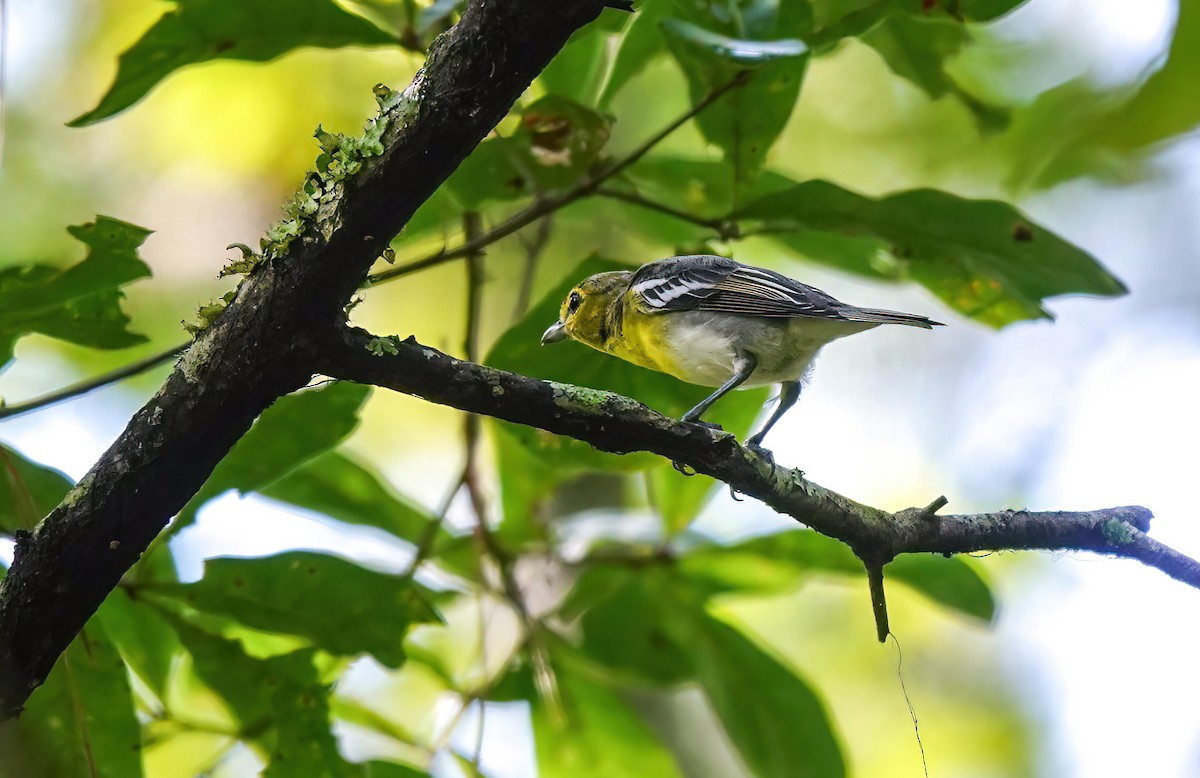 Yellow-throated Vireo - ML639346038