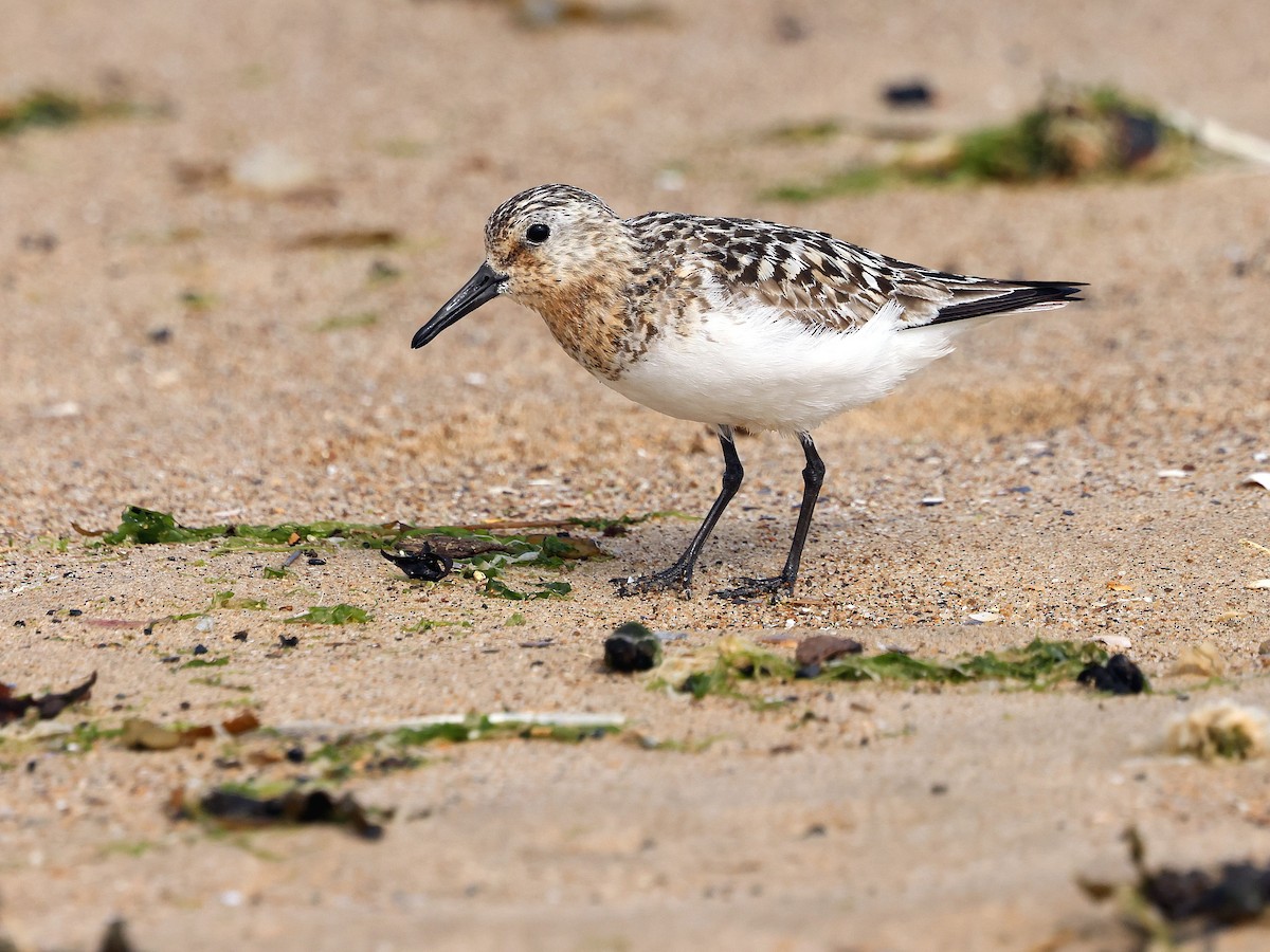 Sanderling - ML639346169