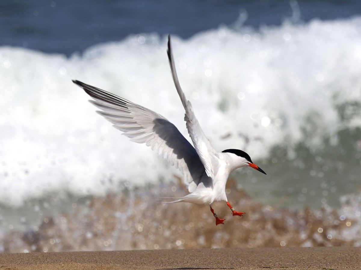 Roseate Tern - ML639346211