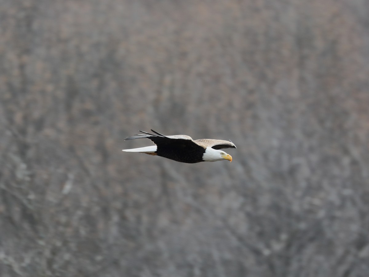 Bald Eagle - ML639346225