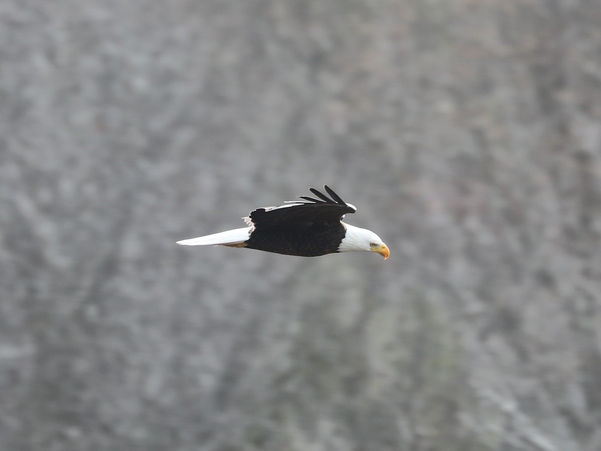 Bald Eagle - ML639346226
