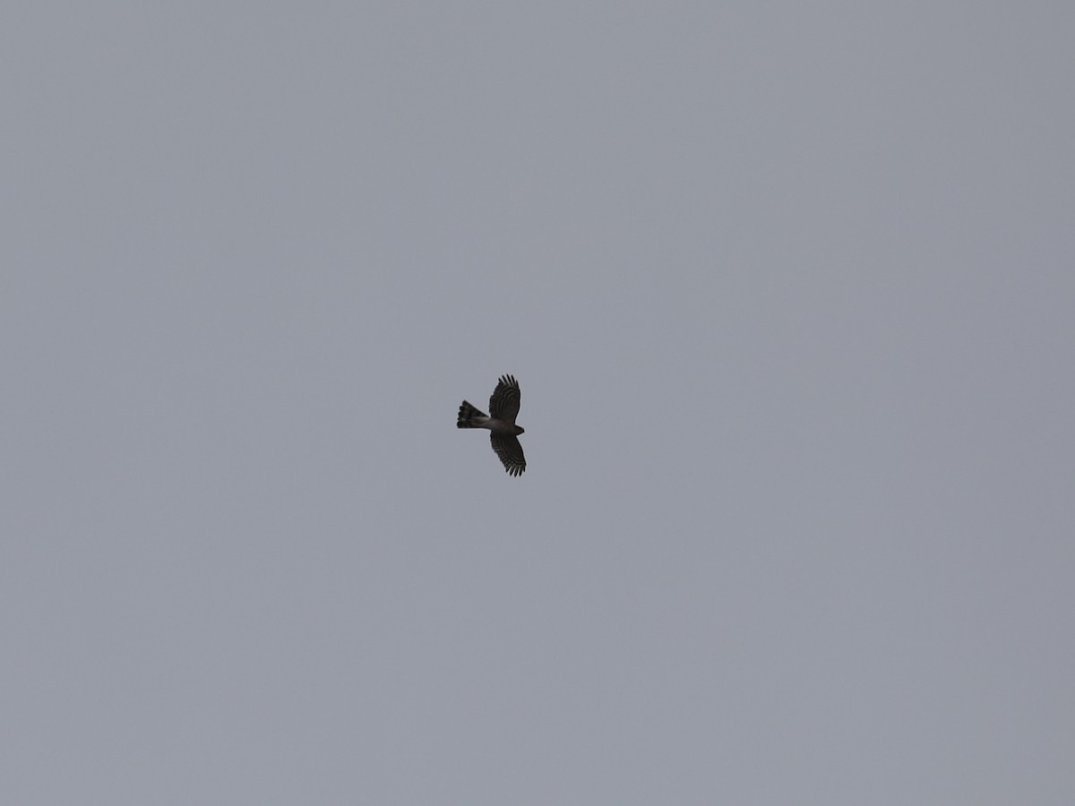 Sharp-shinned Hawk - ML639346228