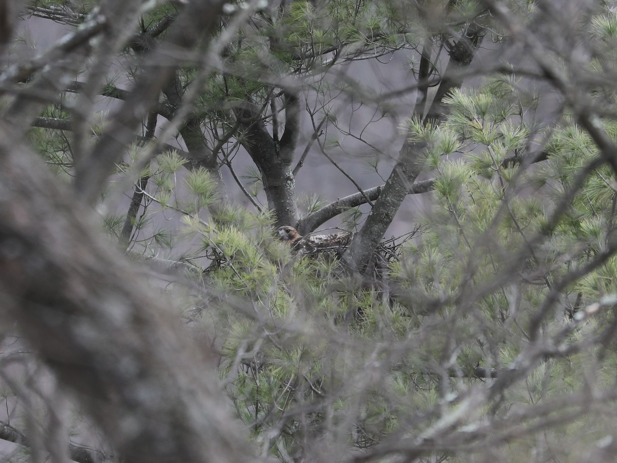Red-tailed Hawk - ML639346235