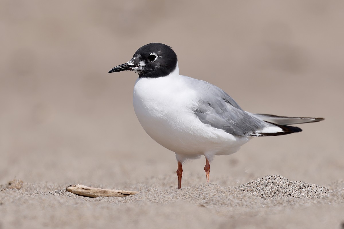 Bonaparte's Gull - ML639346301