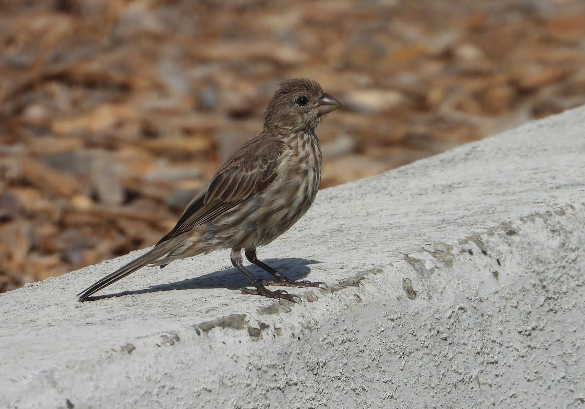 House Finch - ML639346529