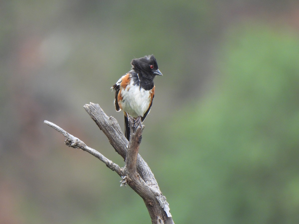 Spotted Towhee - ML639346621