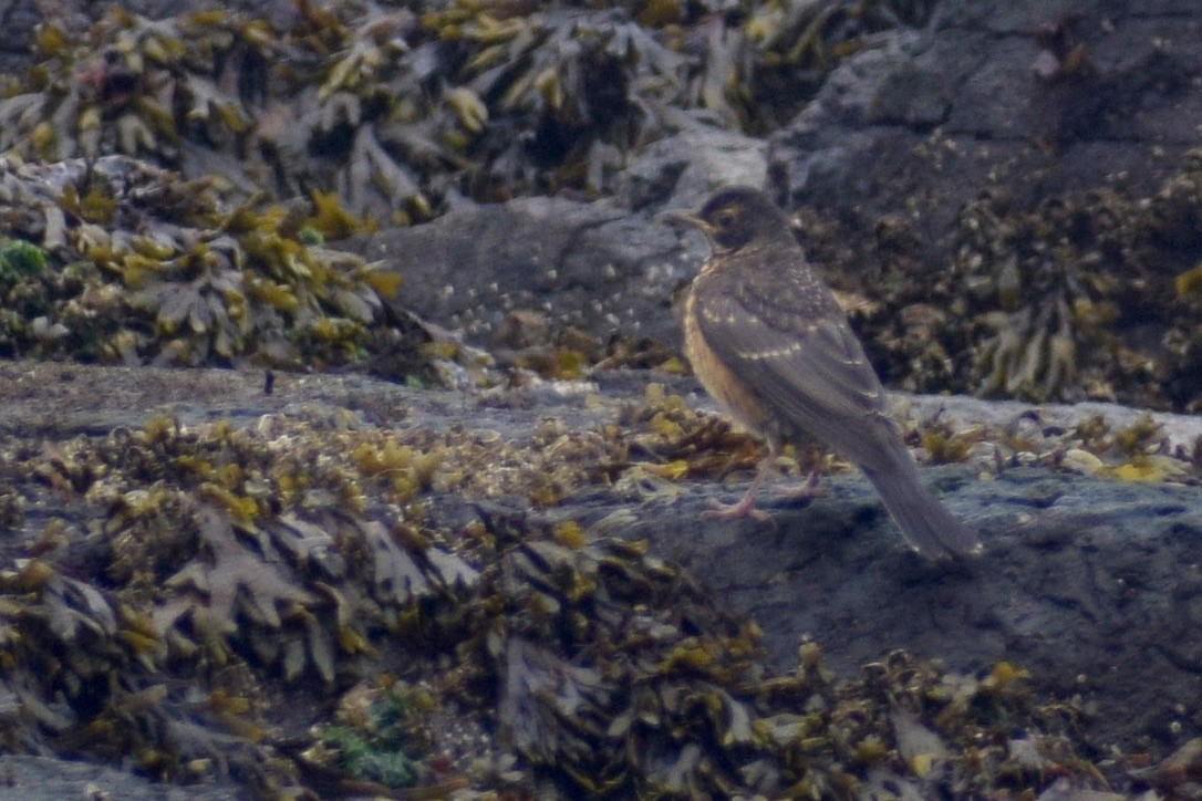 American Robin - ML639346663