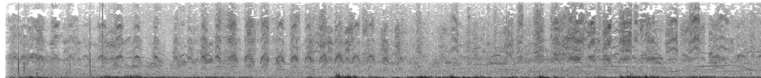 ボナパルトカモメ - ML639346807