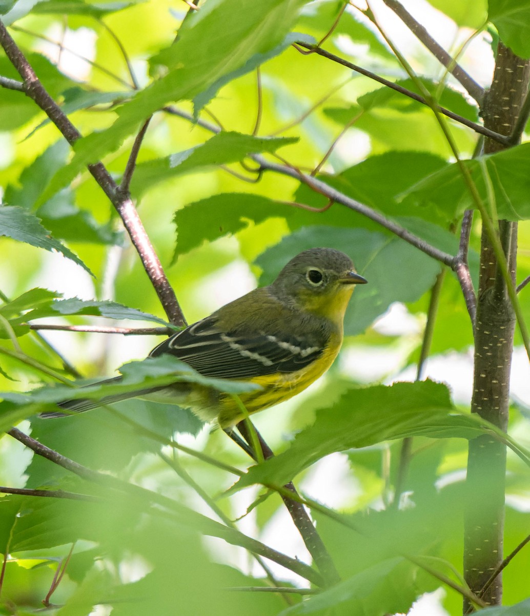 Magnolia Warbler - ML639346822
