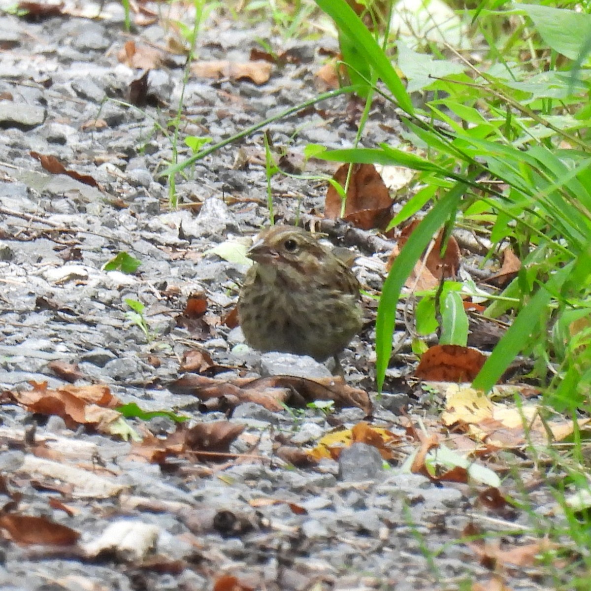 Singammer - ML639346874