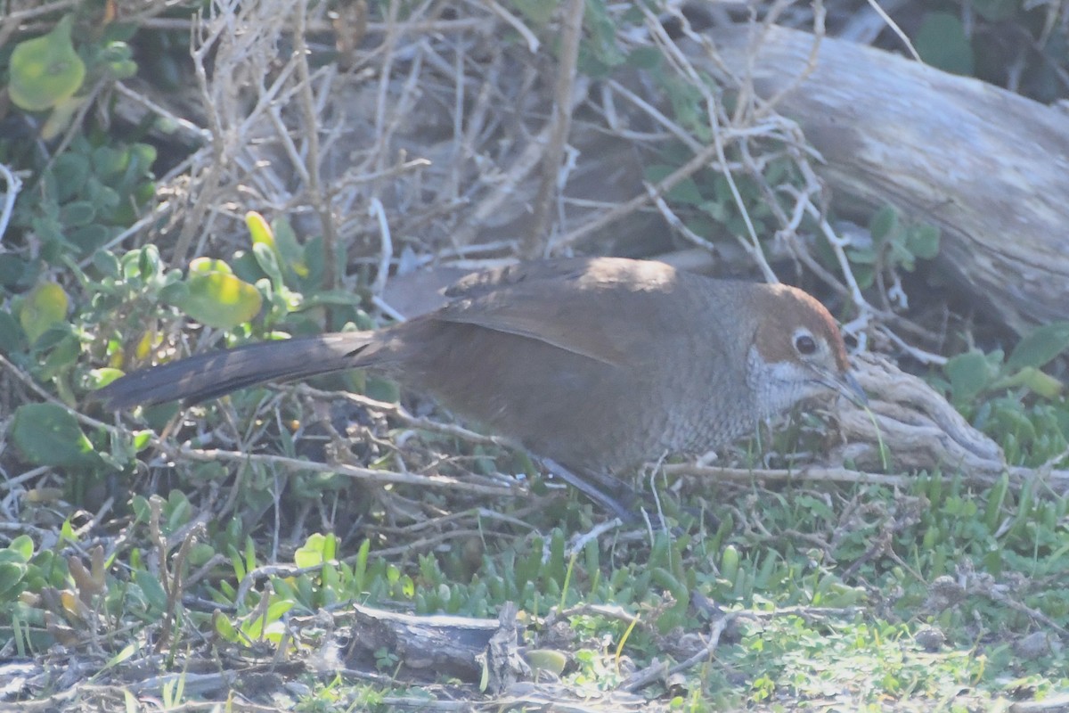 Rufous Bristlebird - ML639346934