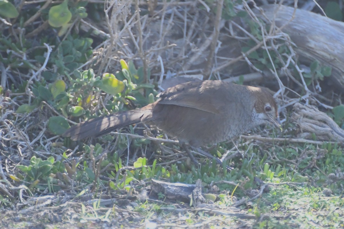 Rufous Bristlebird - ML639346954