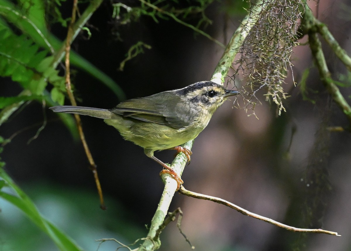 Costa Rican Warbler - ML639347062
