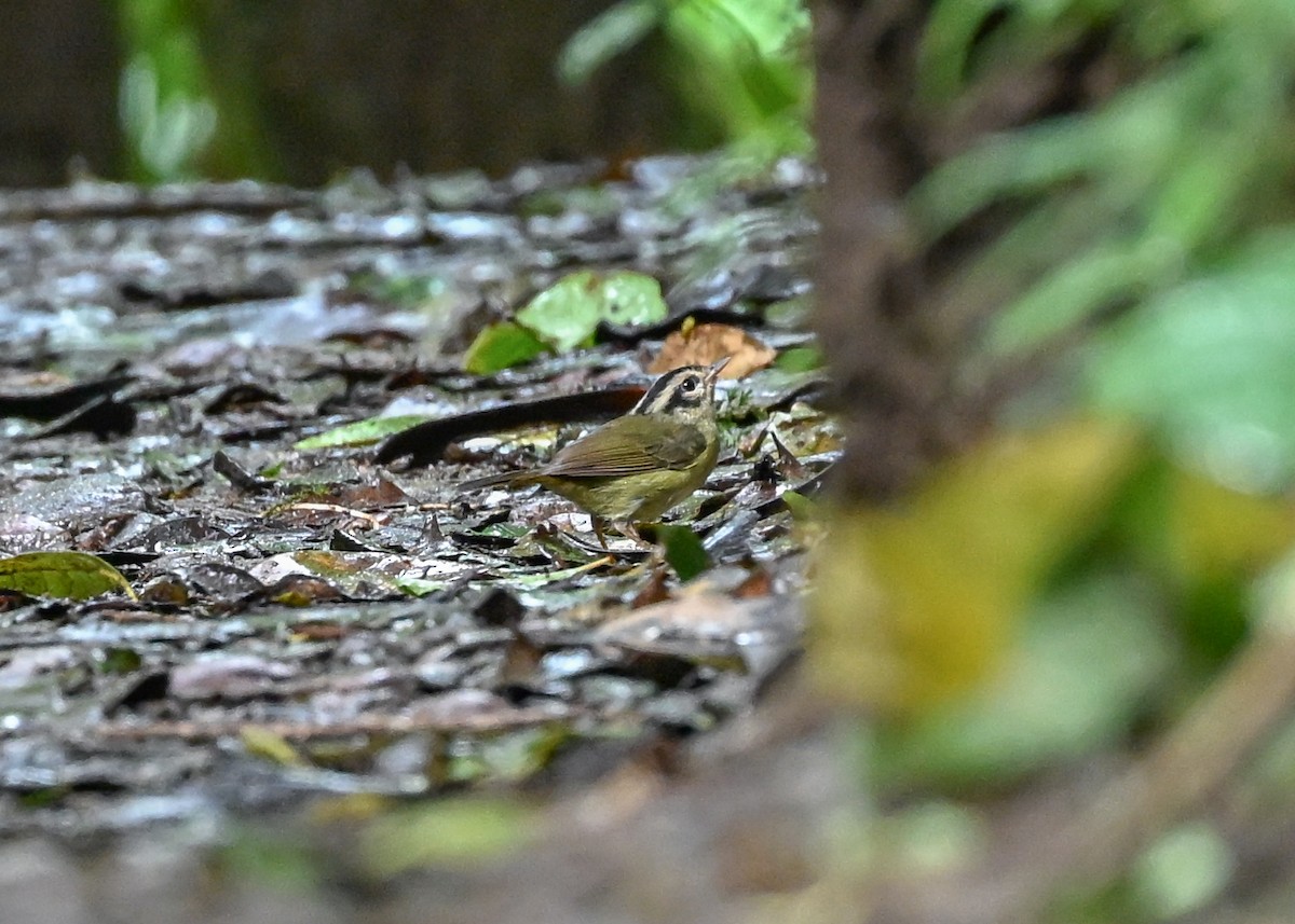 Costa Rican Warbler - ML639347063