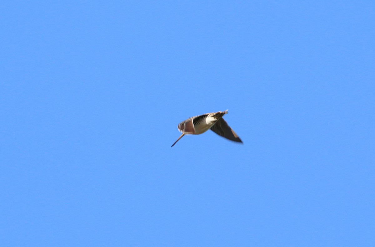Pantanal Snipe - ML639347105